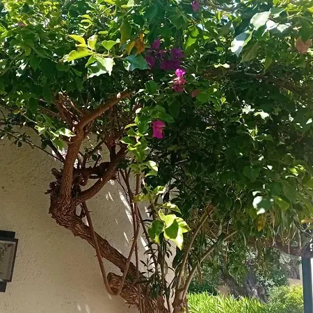 Casa Christos アパート バルバティ